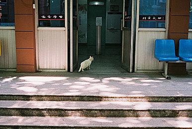 《上古卷轴5》开场剧情开发趣闻 蜜蜂竟让马车上天